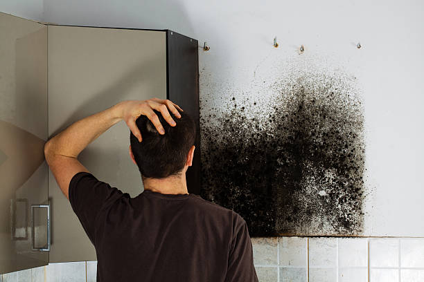 Best Commercial Mold Remediation in Fords, NJ